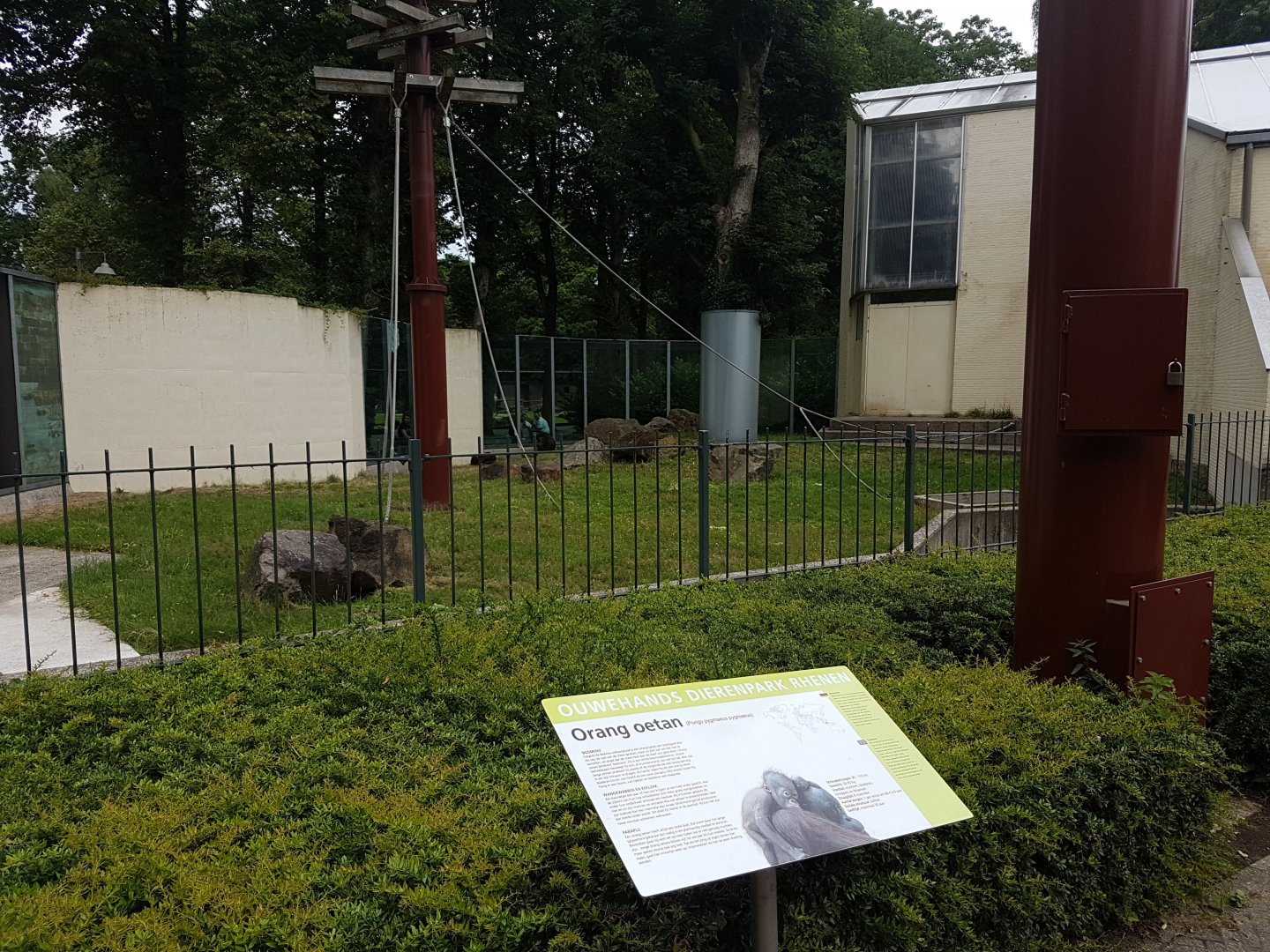 Orangutan outdoor-enclosure