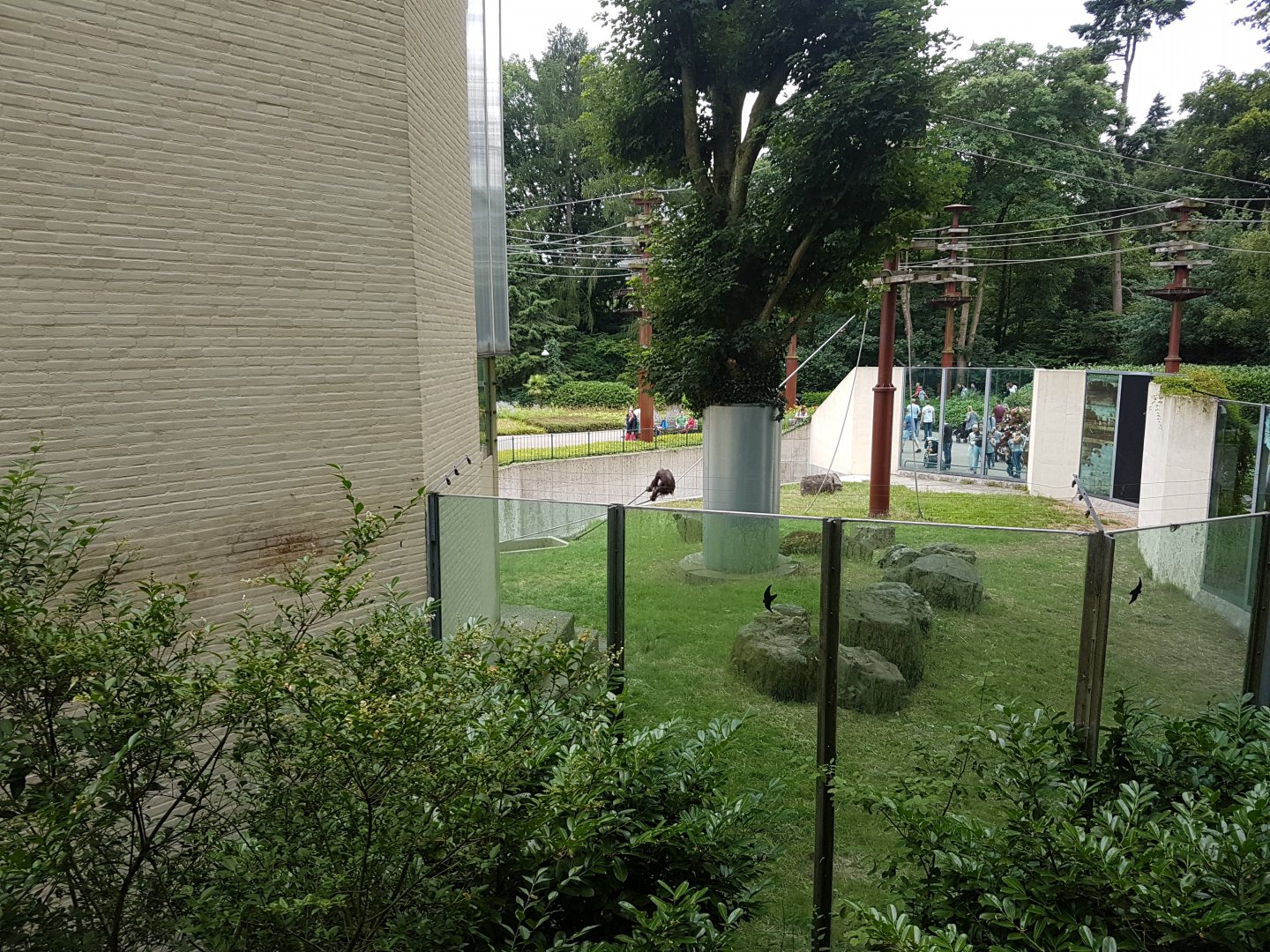 Orangutan-outdoor enclosure