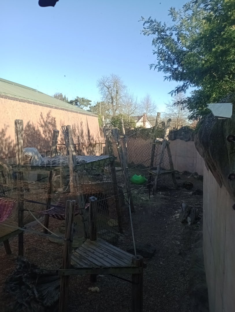 Orangutan outdoor enclosure