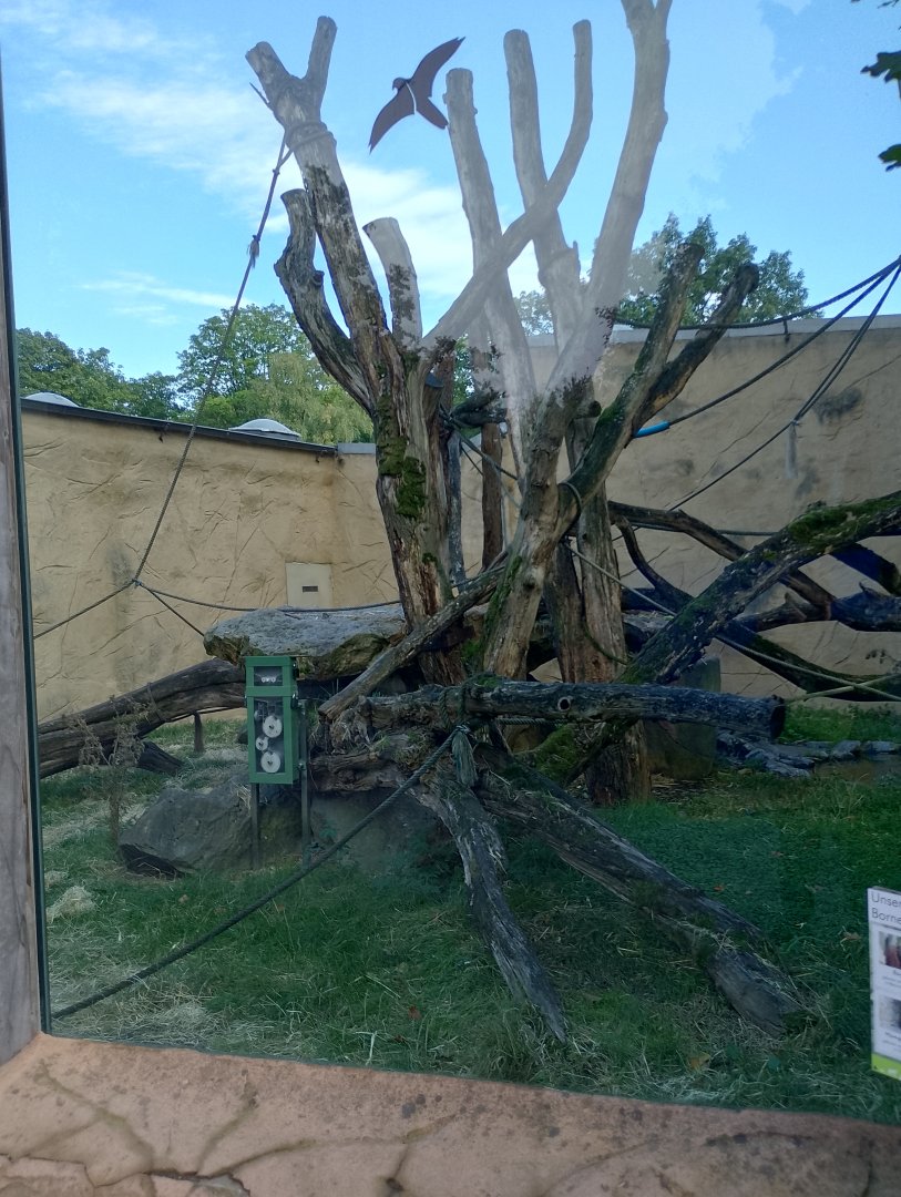 Orangutan outdoor enclosure