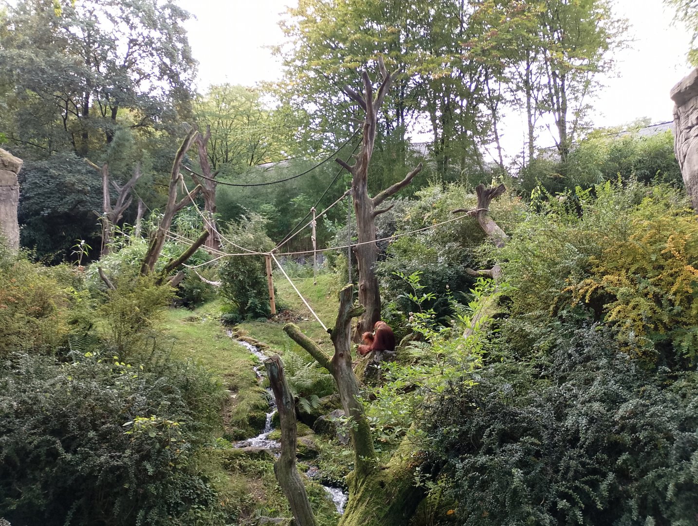 Orangutan outdoor enclosure