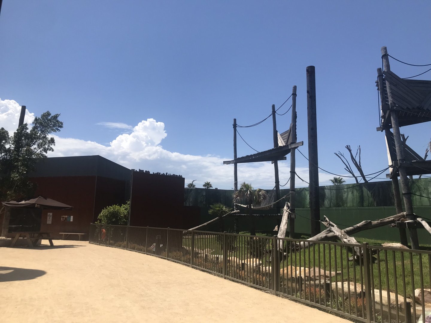 Orangutan outdoor exhibit