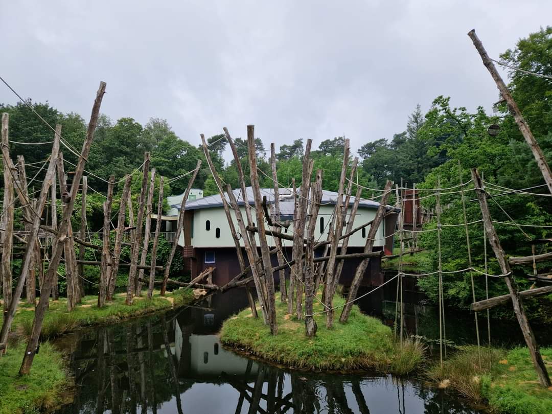 Orangutan outdoor exhibit