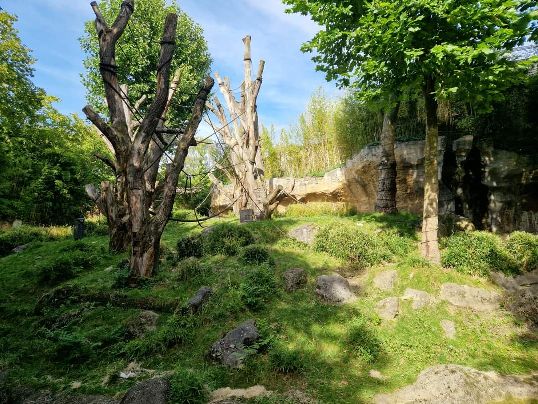 Orangutan outdoor exhibit