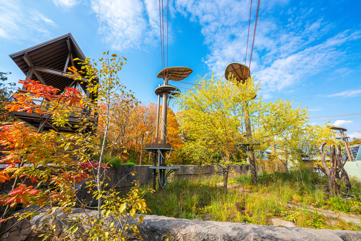 Orangutan outdoor exhibit