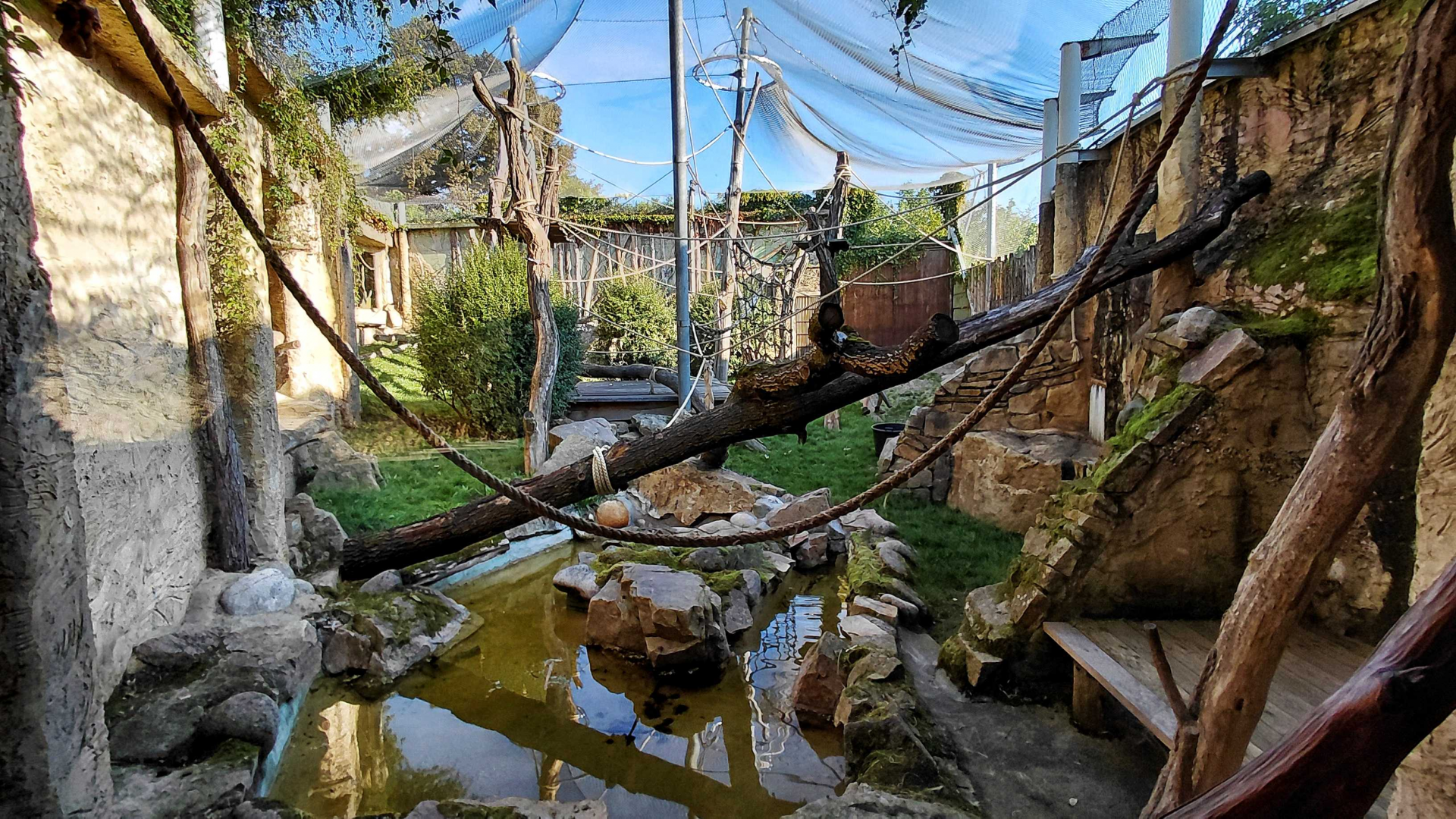 Orangutan outdoor exhibit