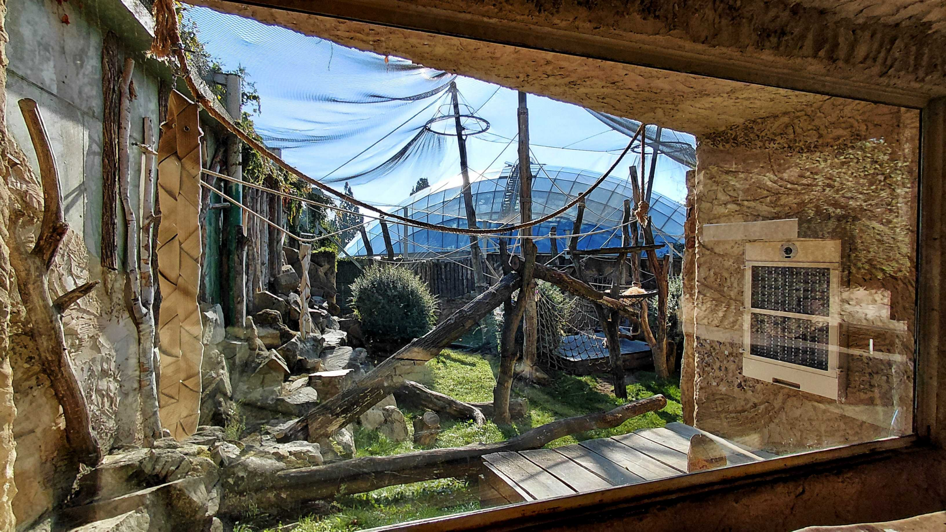 Orangutan outdoor exhibit