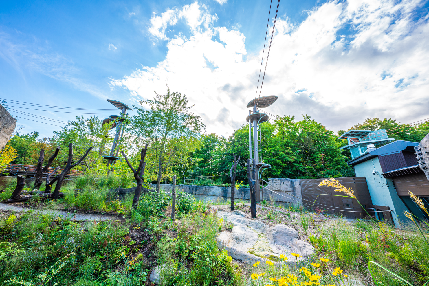 Orangutan outdoor habitat