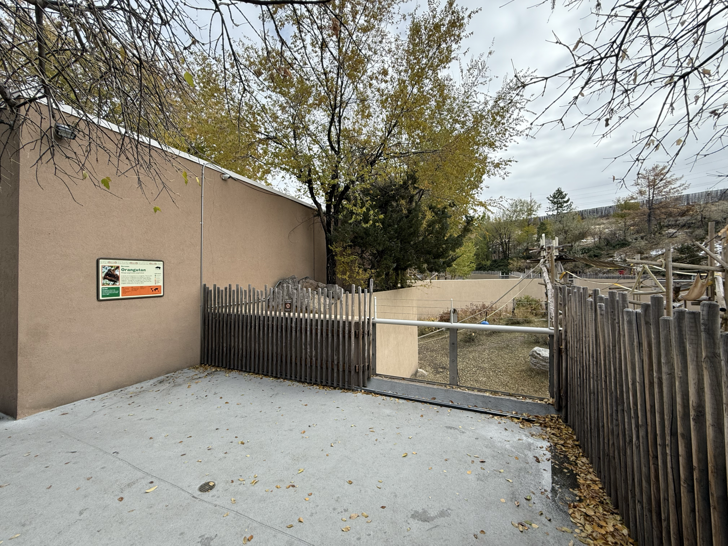 Orangutan Outdoor Viewing - Great Apes