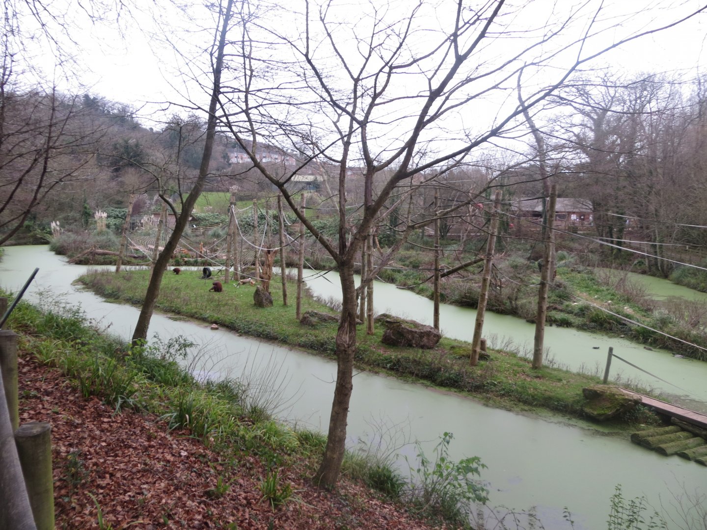 Orangutan outdoors 050119