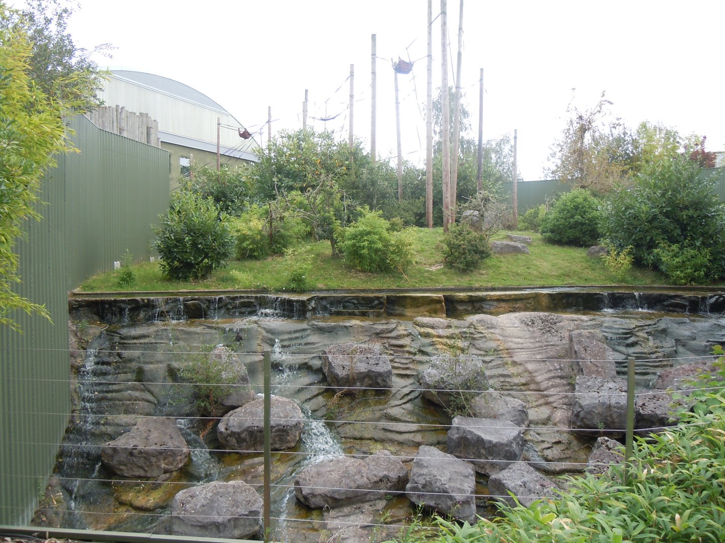 Orangutan outdoors 110920