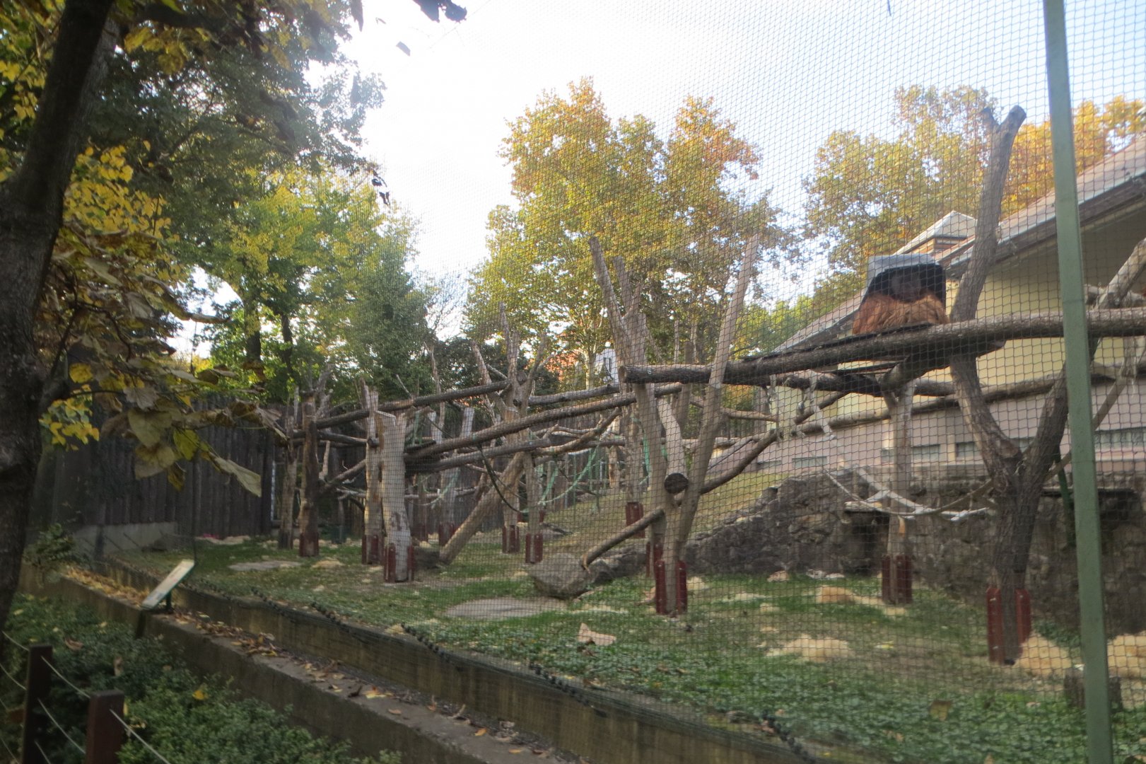 Orangutan outdoors 171018