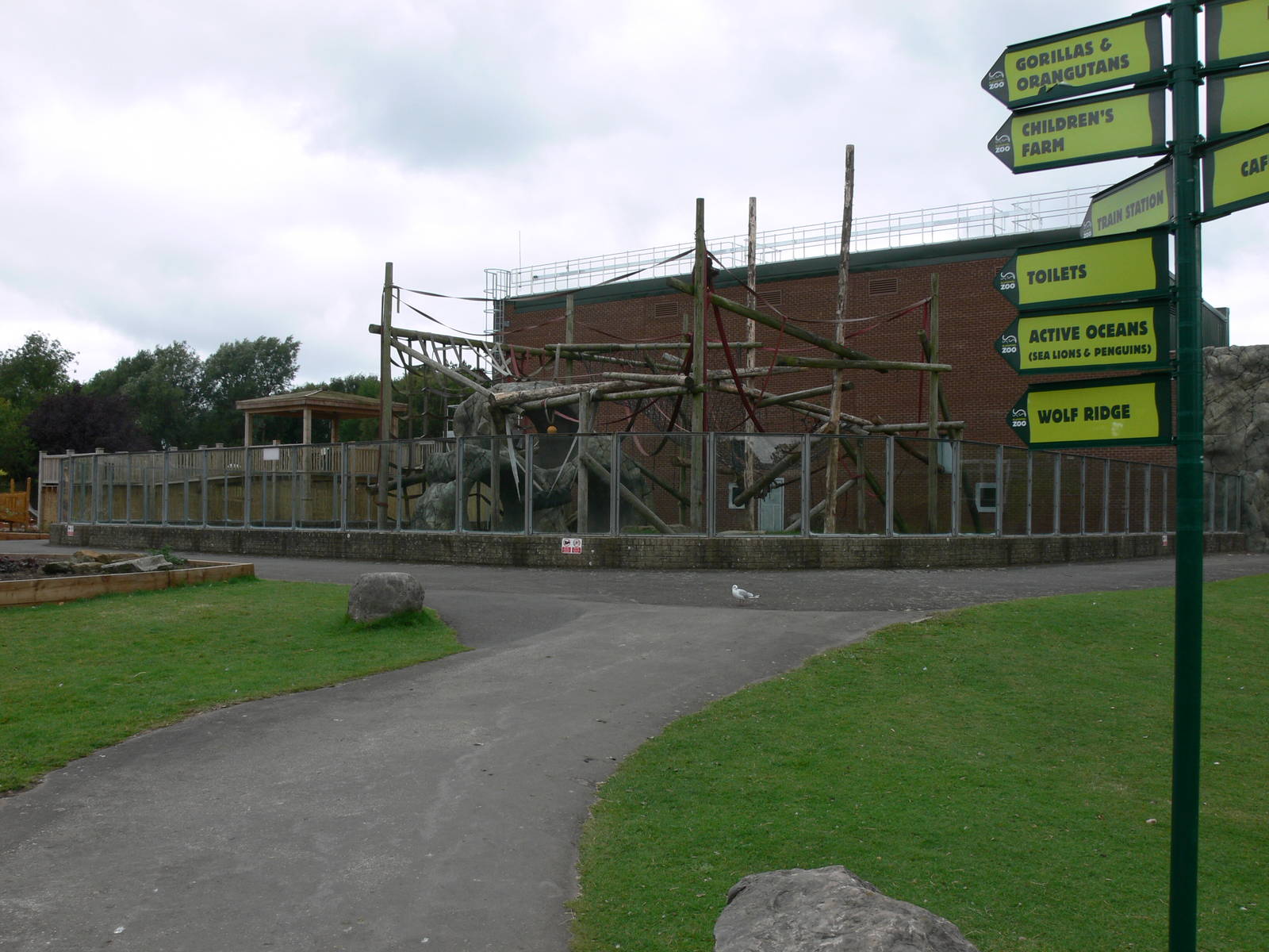 Orangutan Outlook at Blackpool Zoo, 16/08/14