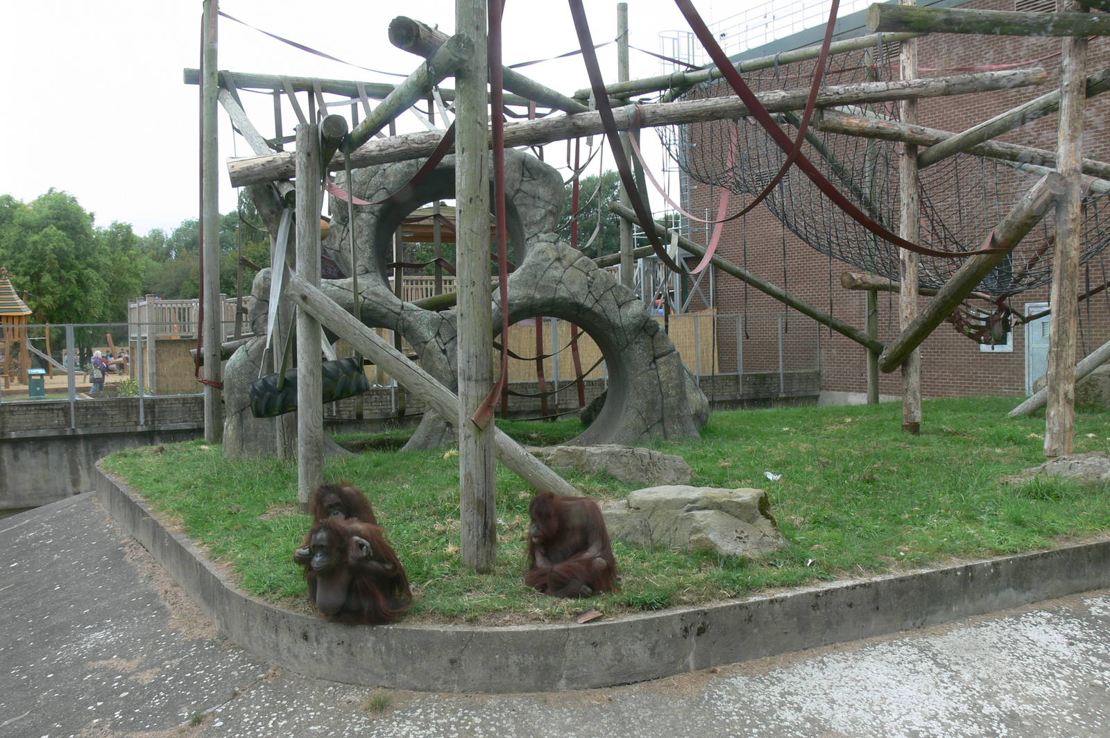 Orangutan Outlook at Blackpool Zoo, 16/08/14