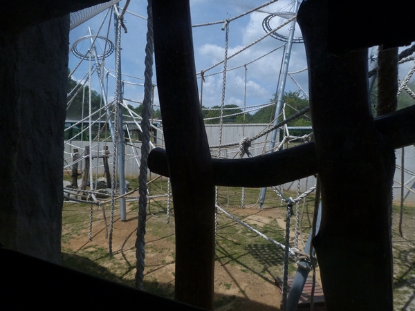 Orangutan Outside enclosure