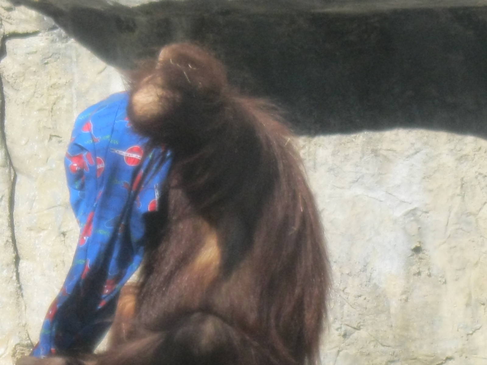 Orangutan Pants