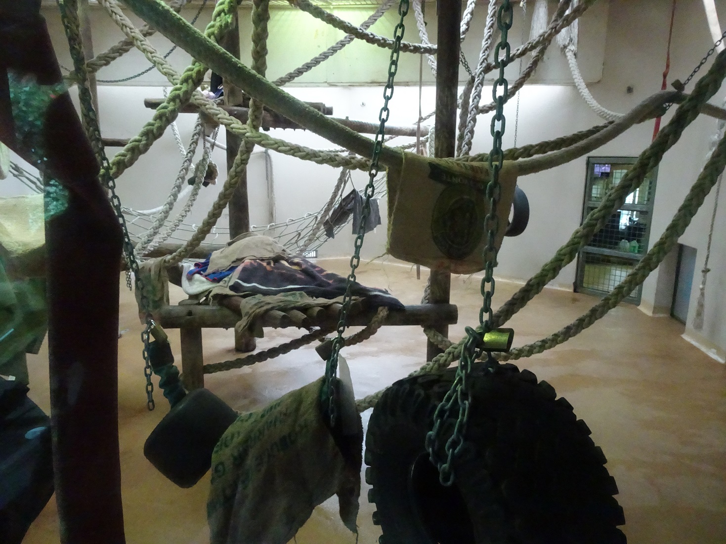 Orangutan playden, November 2015