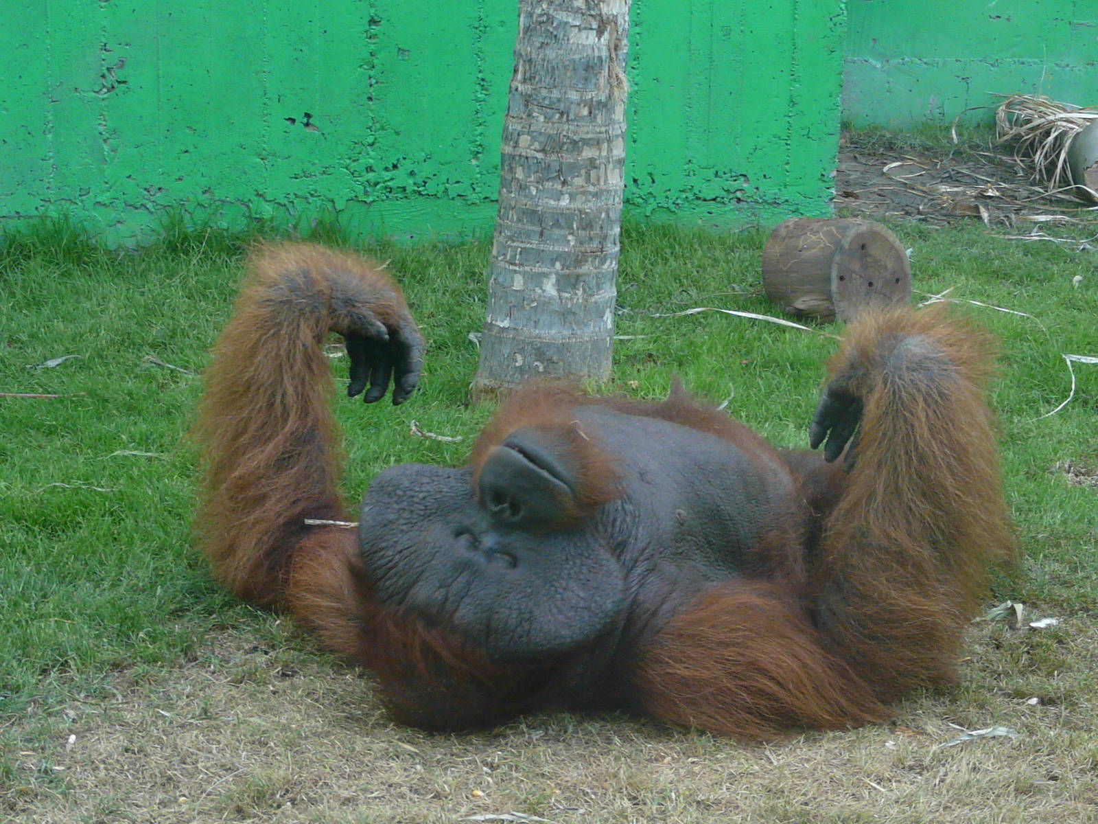Orangutan/ Pongo pygmaeus