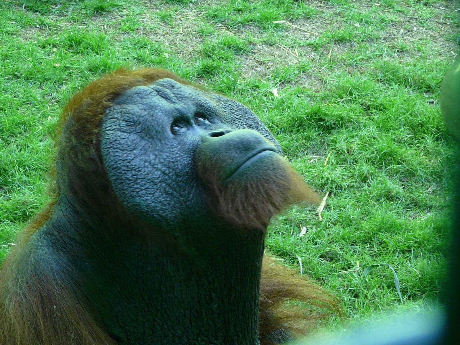 Orangutan/ Pongo pygmaeus