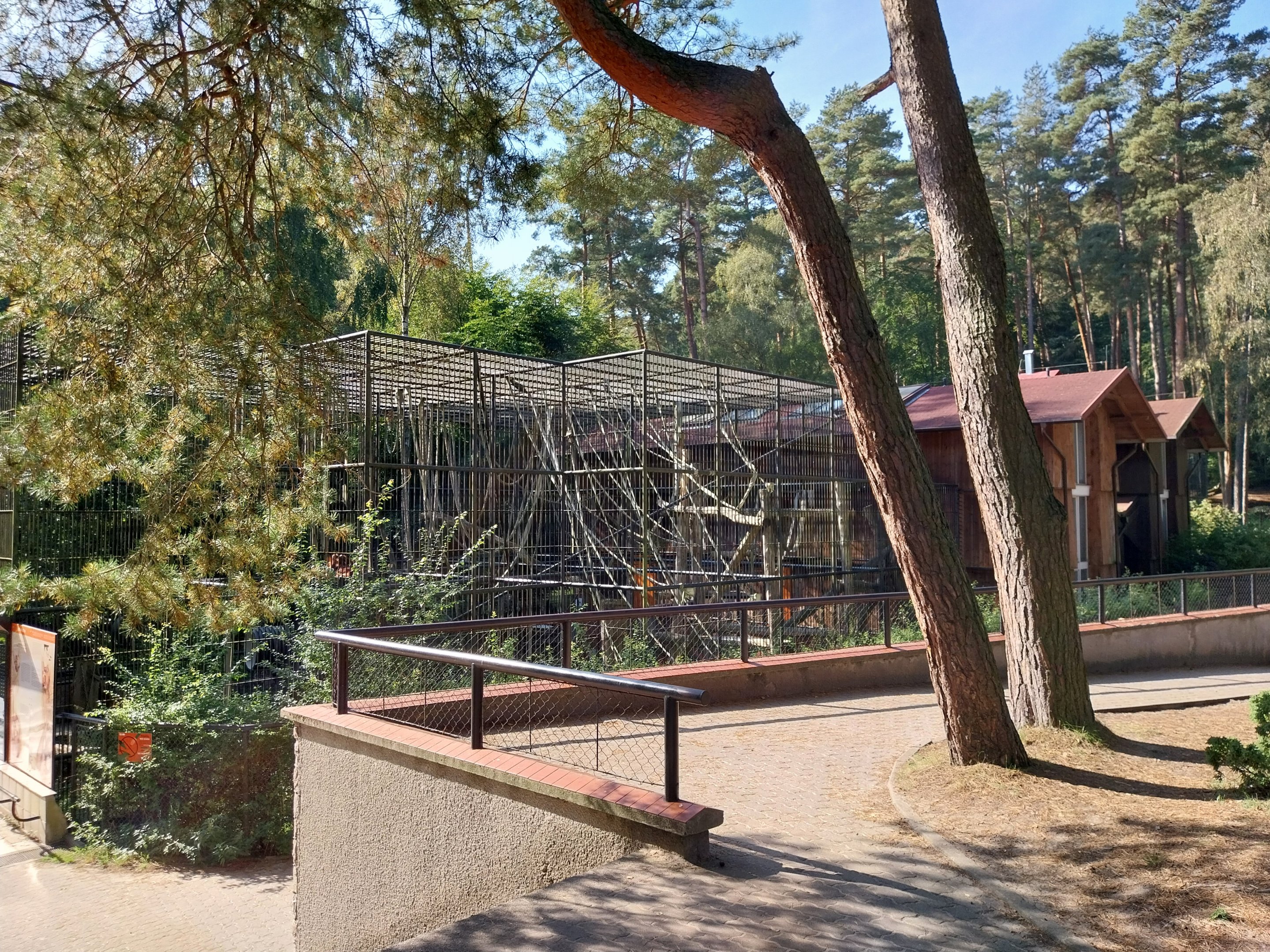 Orangutan (Pongo pygmaeus)