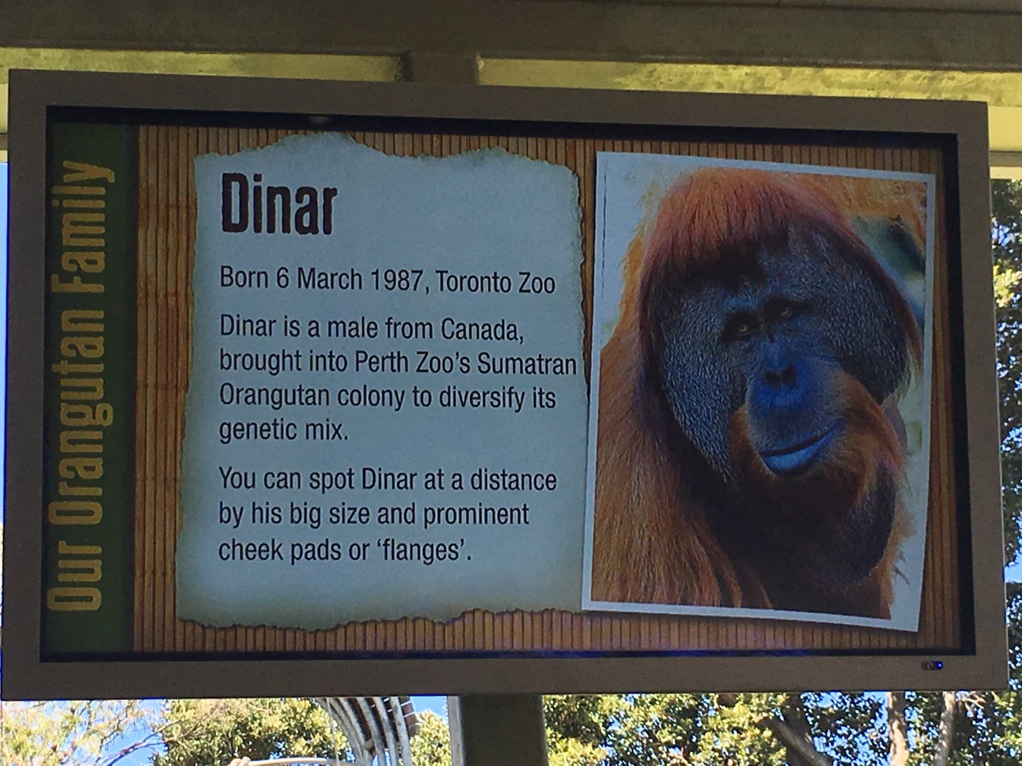 Orangutan Profiles 2016 - Dinar (1987)