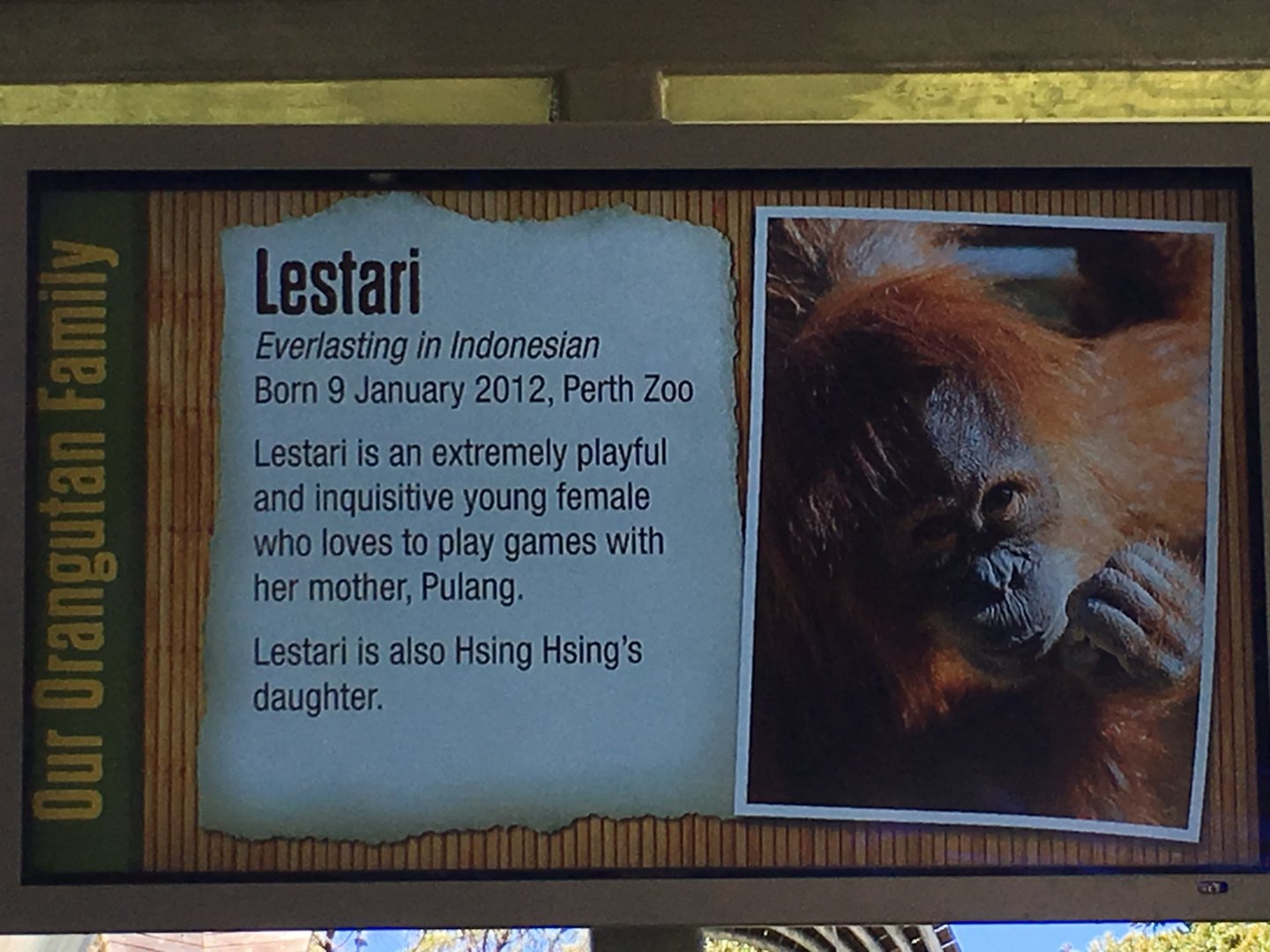 Orangutan Profiles 2016 - Lestari (2012)