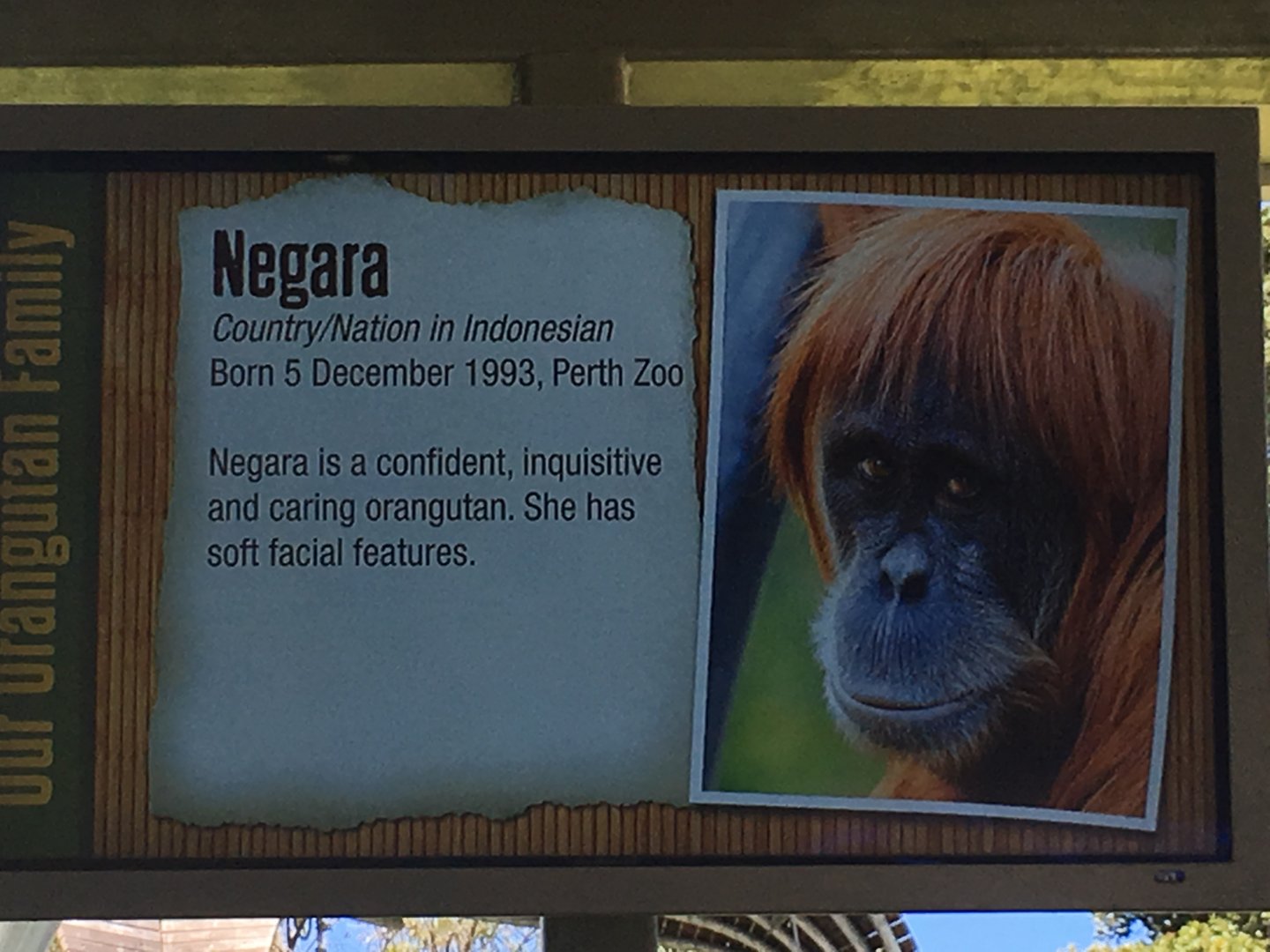 Orangutan Profiles 2016 - Negara (1993)