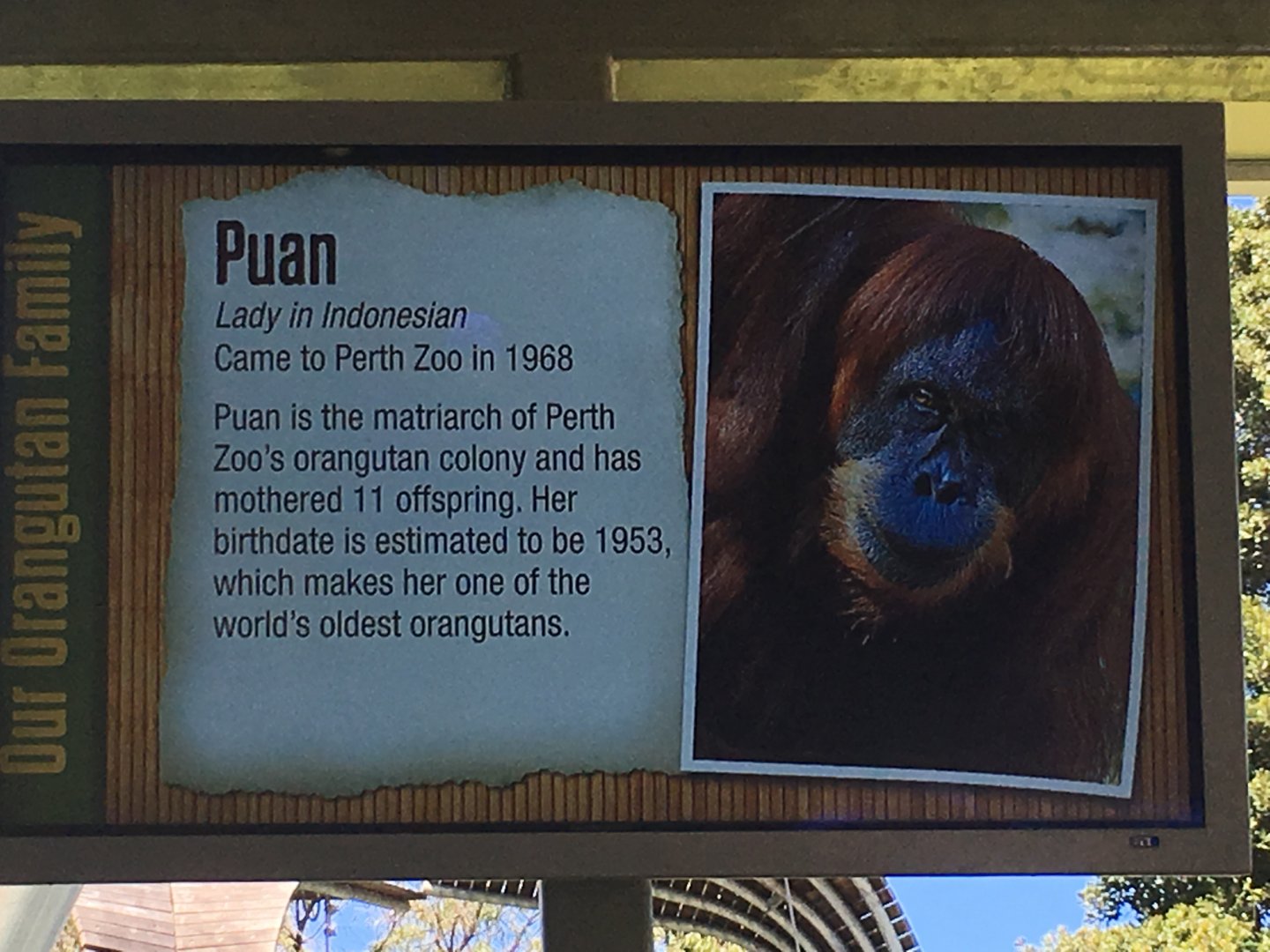 Orangutan Profiles 2016 - Puan (1953-2018)