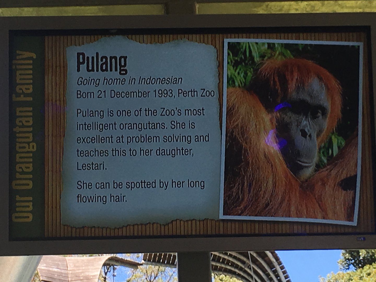 Orangutan Profiles 2016 - Pulang (1993)