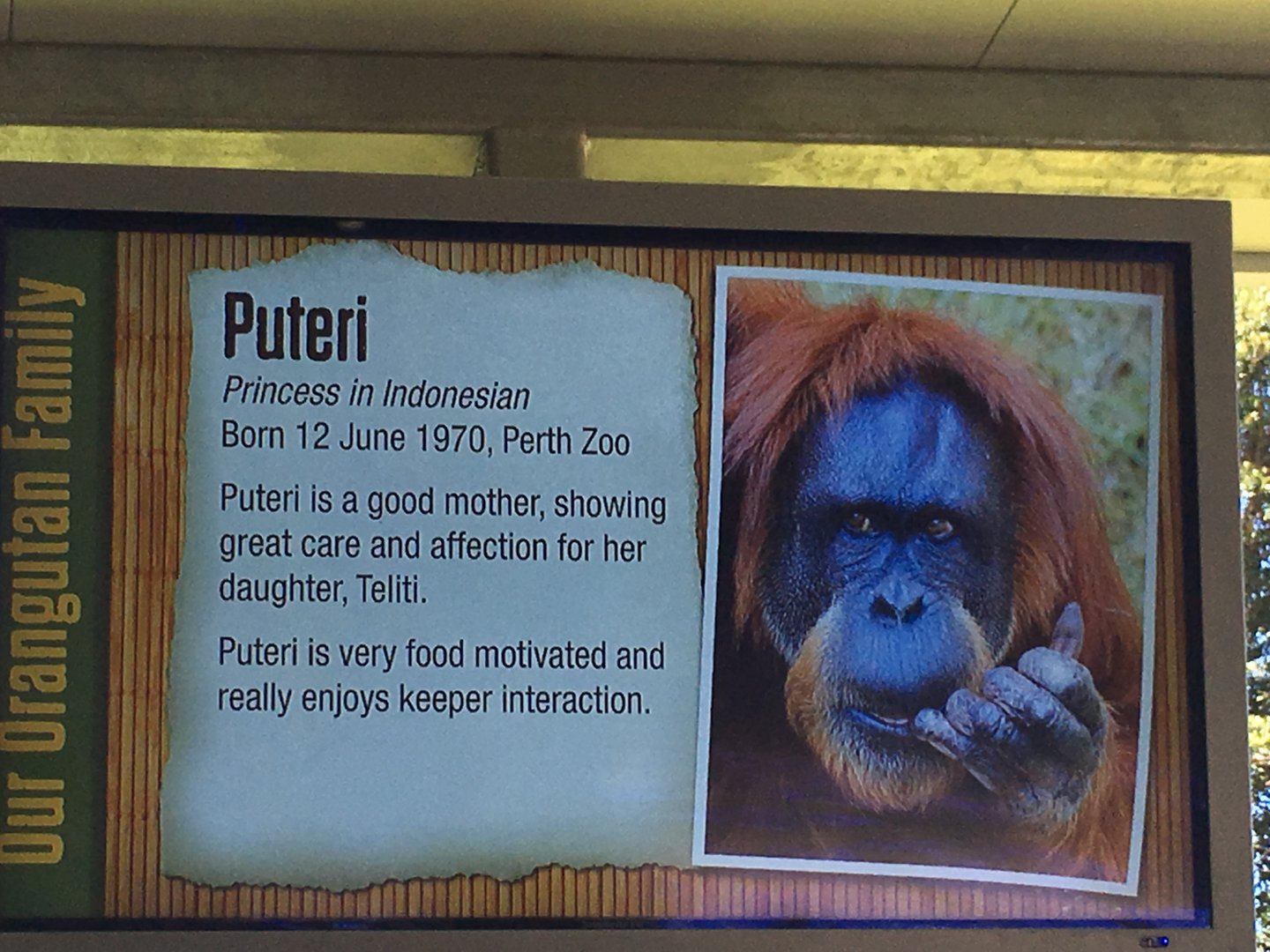 Orangutan Profiles 2016 - Puteri (1970)