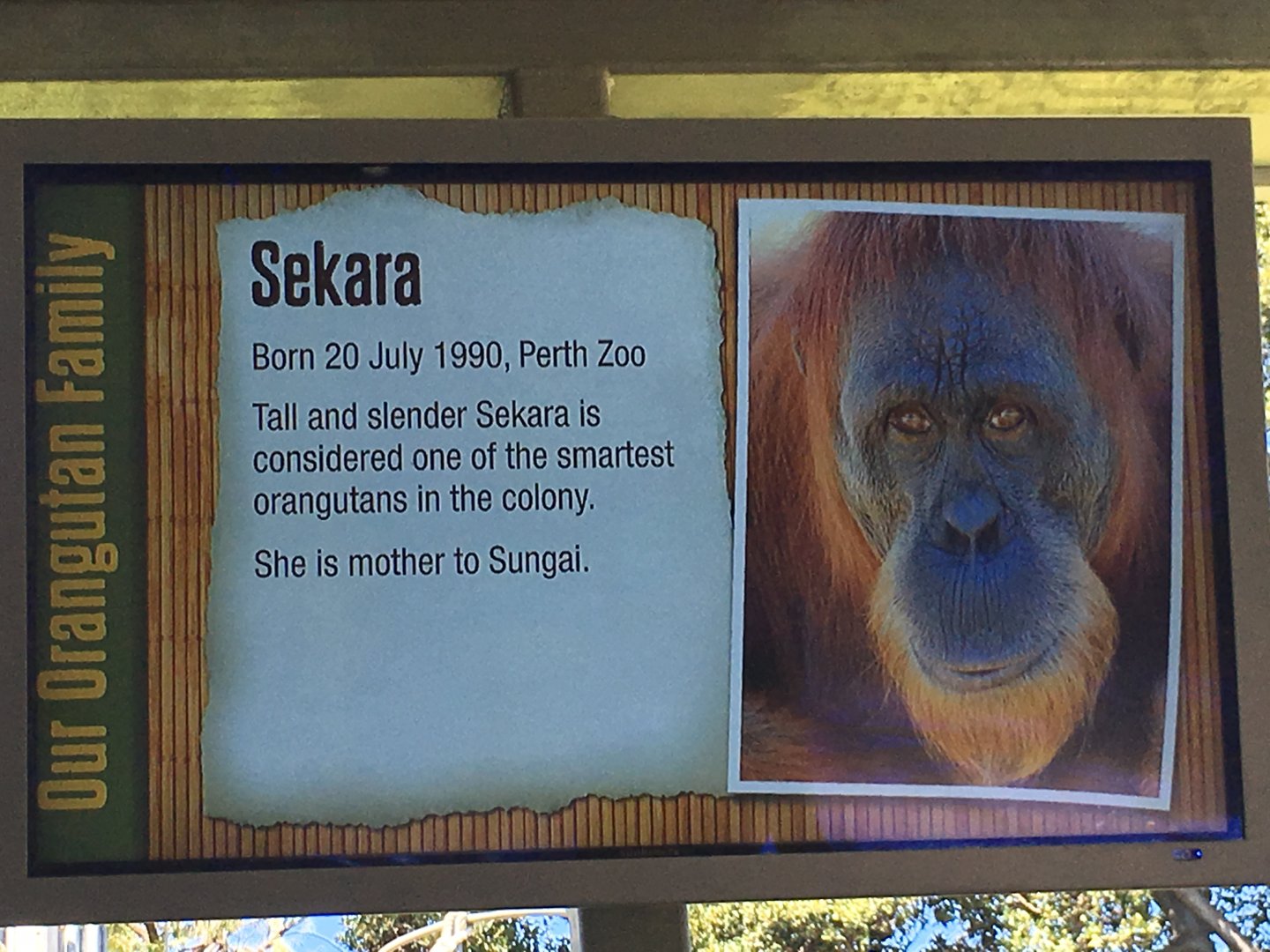 Orangutan Profiles 2016 - Sekara (1990)