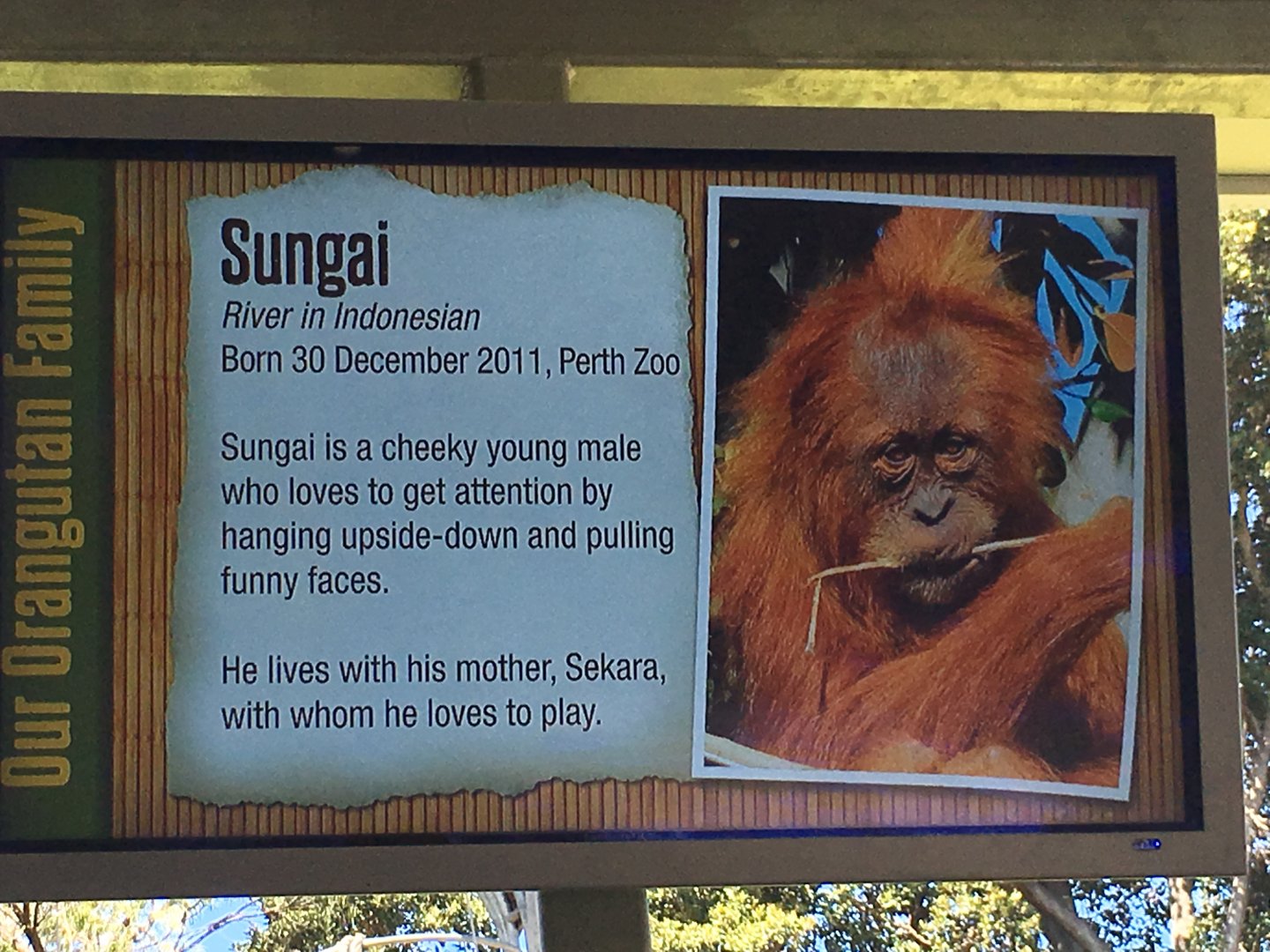 Orangutan Profiles 2016 - Sungai (2011)