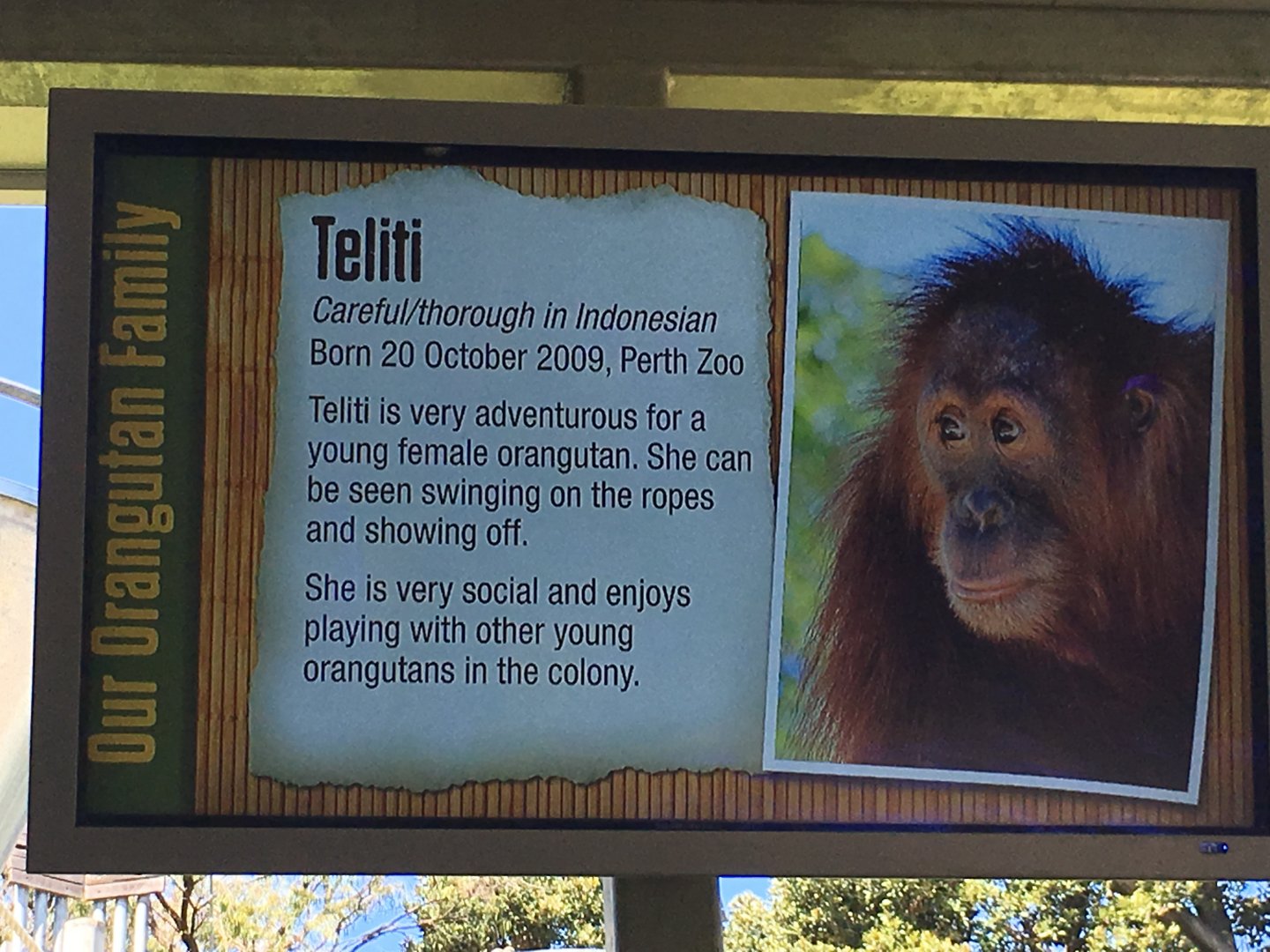 Orangutan Profiles 2016 - Teliti (2009)