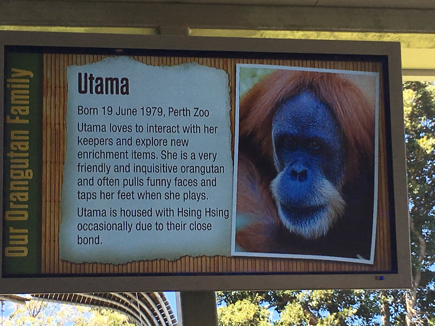Orangutan Profiles 2016 - Utama (1979)