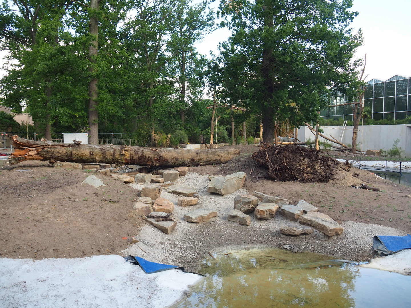 Orangutan project construction, Fifth island, not connected to the Asian greenhouse, 2022-05-28