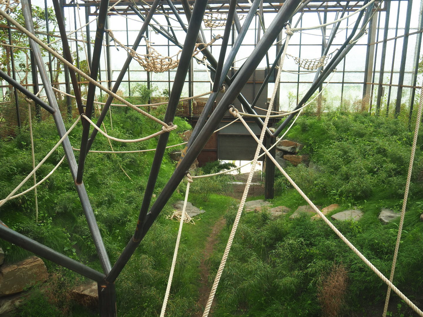 Orangutan project construction, Members preview - First large indoor exhibit, 2022-05-28
