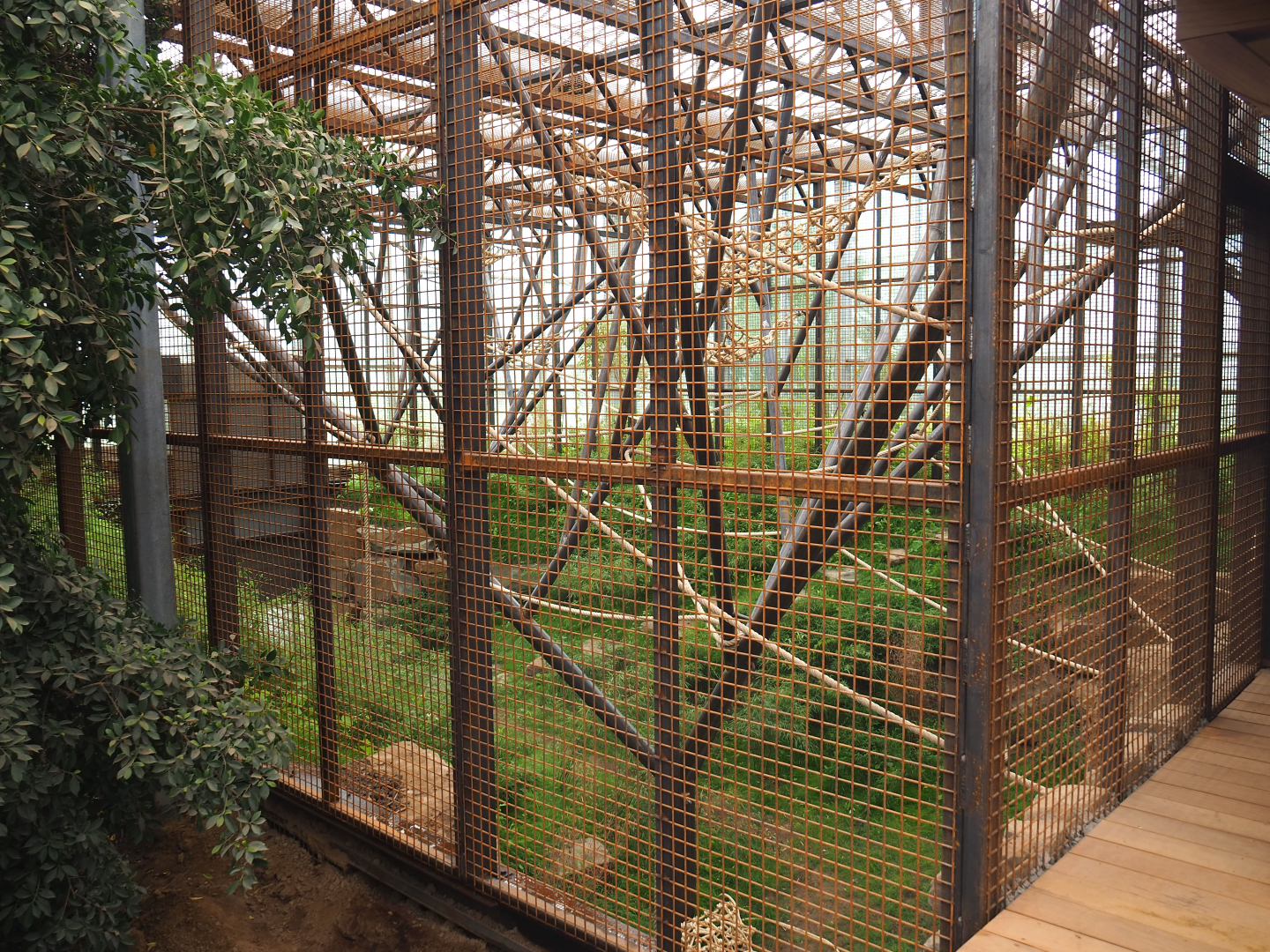 Orangutan project construction, Members preview - First large indoor exhibit, 2022-05-28