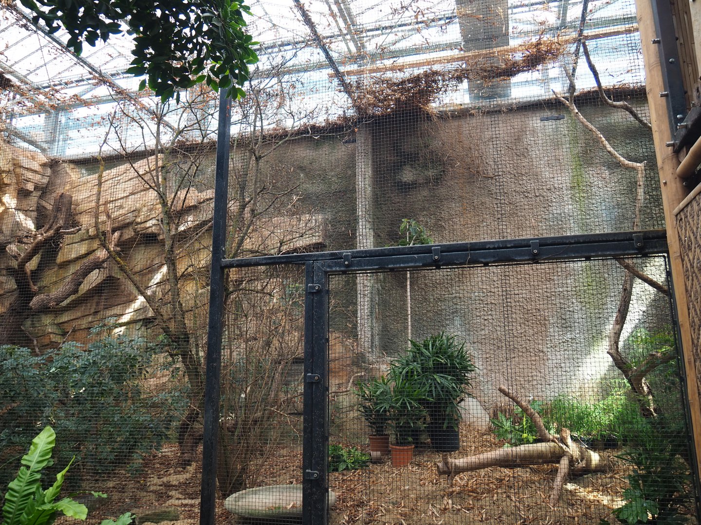 Orangutan project construction, Members preview - Former hornbill aviary being refurbished, 2022-05-28