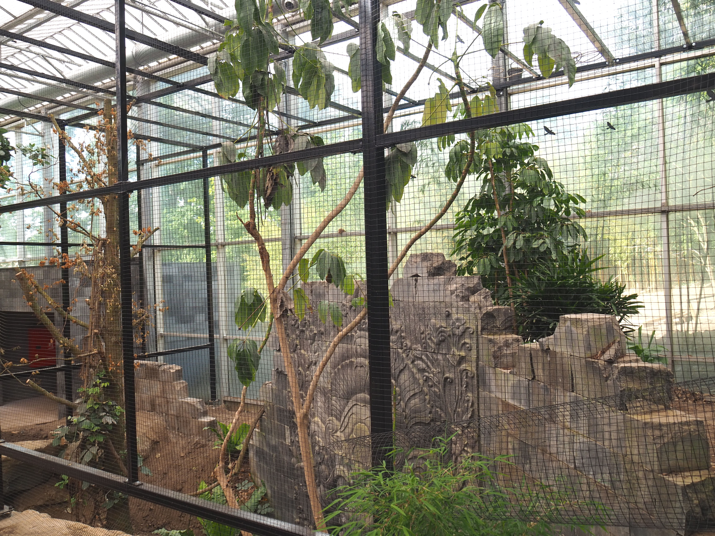 Orangutan project construction, Members preview - New aviary, 2022-05-28