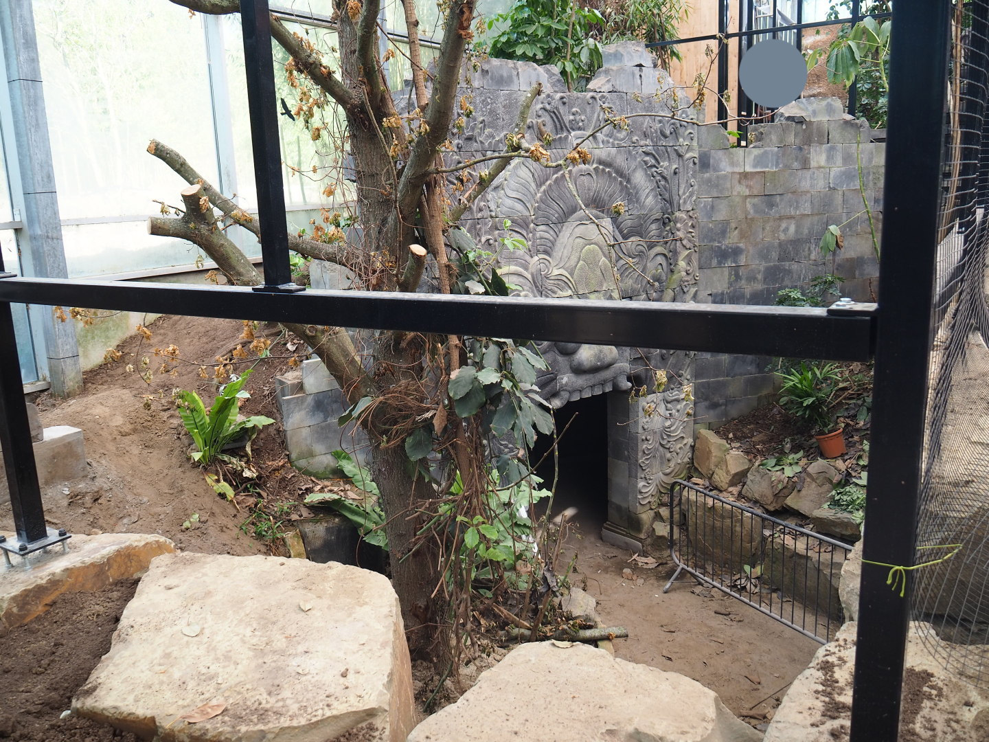 Orangutan project construction, Members preview - New aviary, 2022-05-28