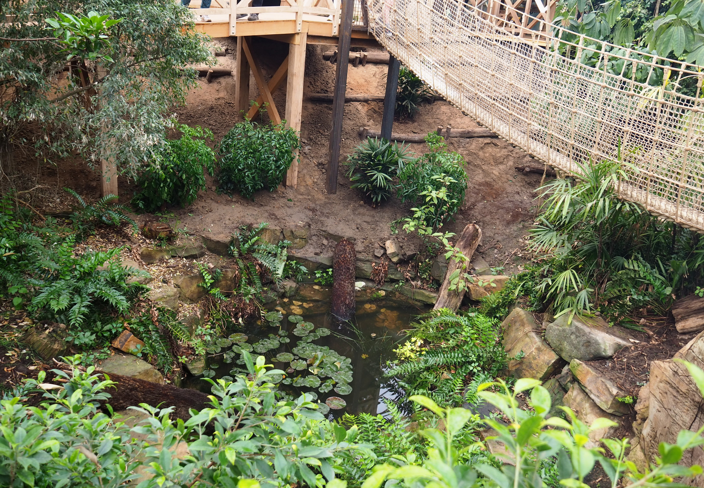 Orangutan project construction, Members preview - Pond, 2022-05-28