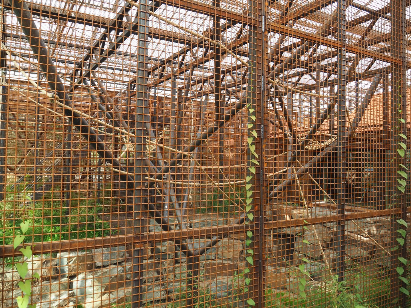 Orangutan project construction, Members preview - Smaller indoor exhibit, 2022-05-28