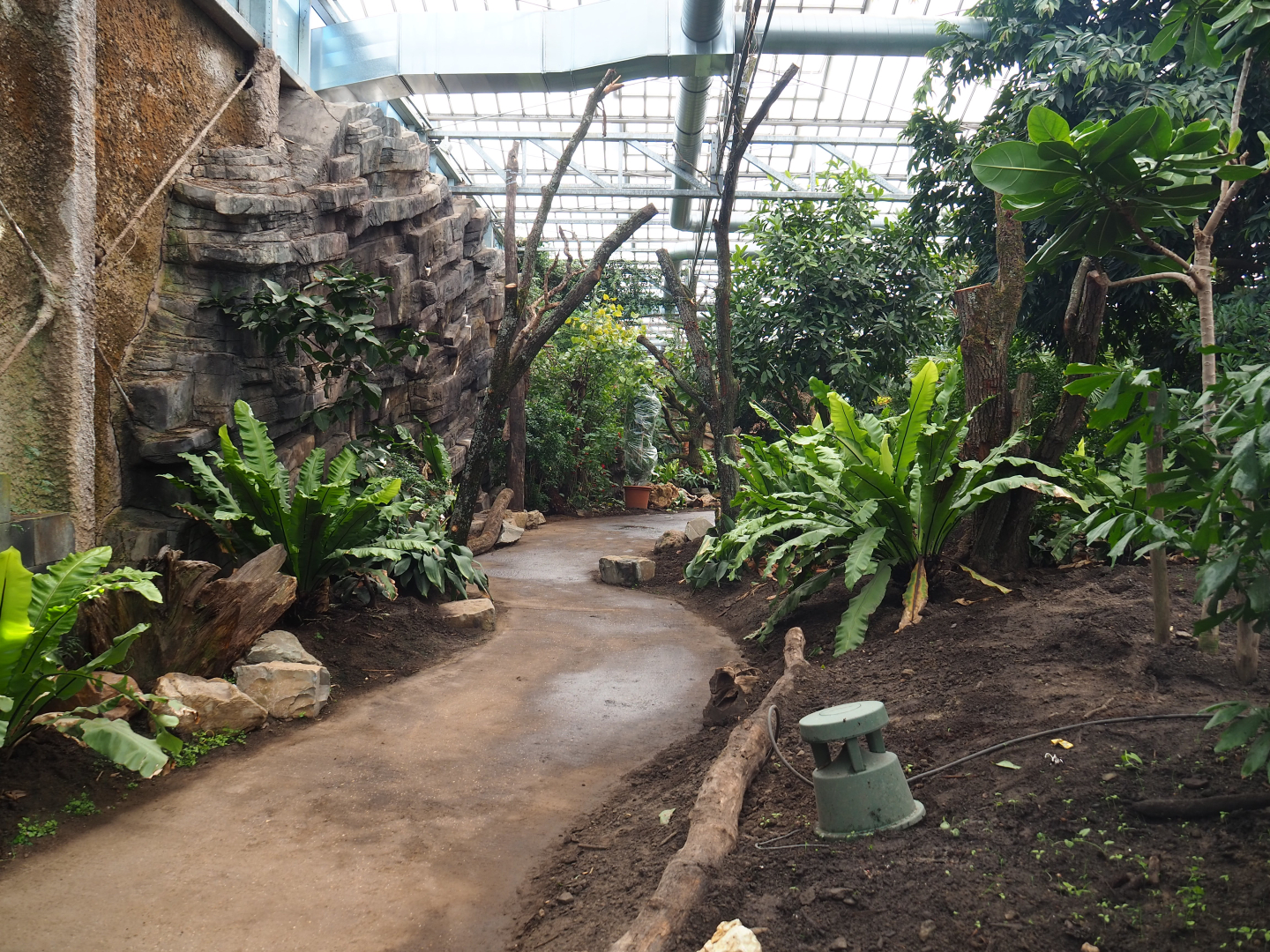 Orangutan project construction, Members preview - Walkway and planted areas at the backside of the greenhouse, 2022-05-28