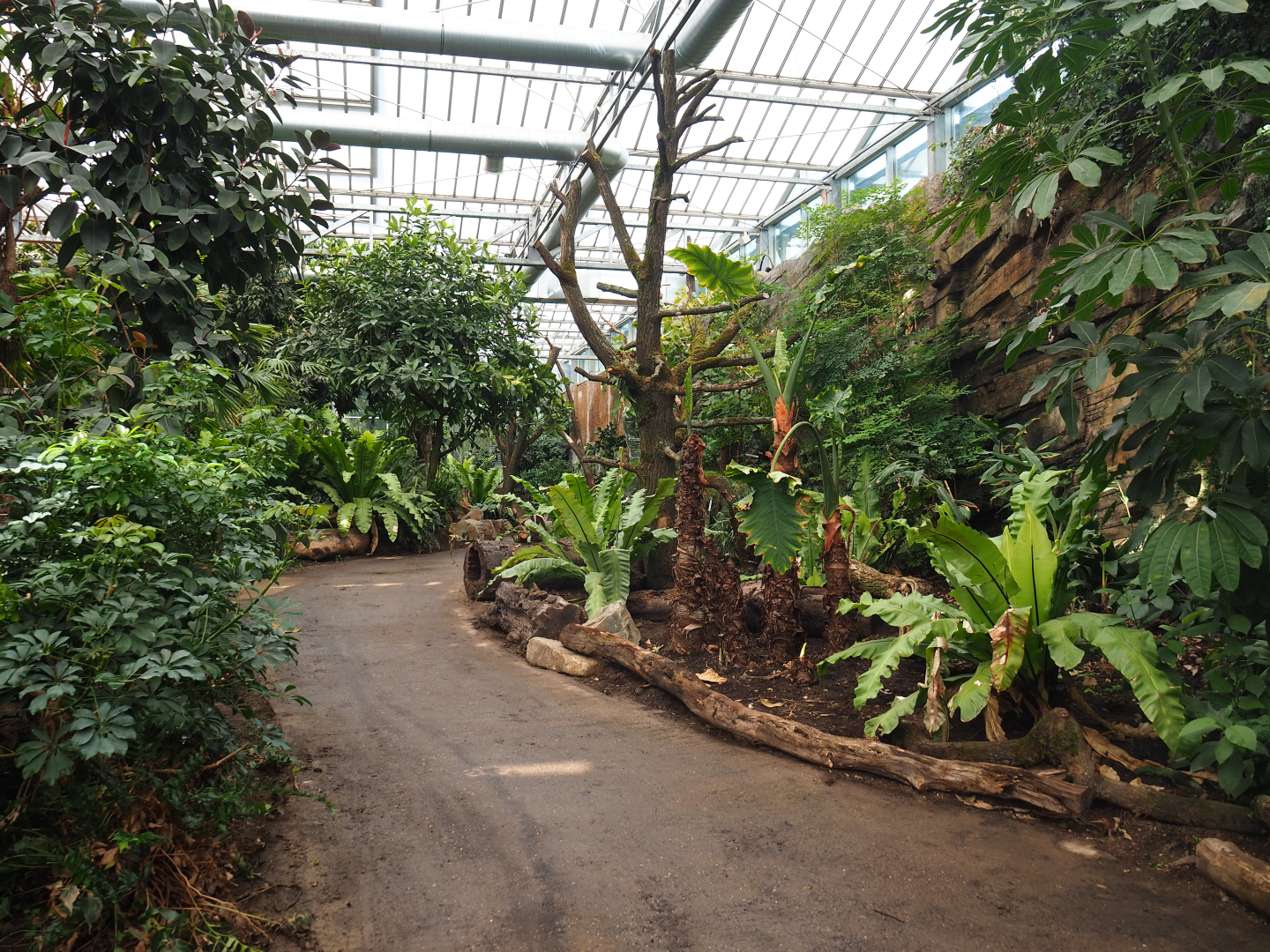 Orangutan project construction, Members preview - Walkway and planted areas at the backside of the greenhouse, 2022-05-28