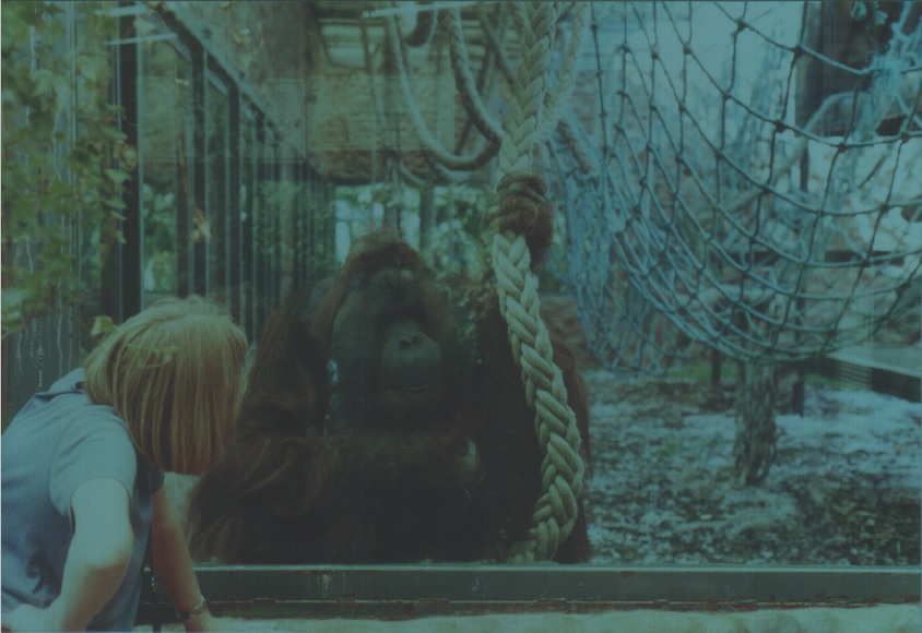 Orangutan, Rajang, July 2000