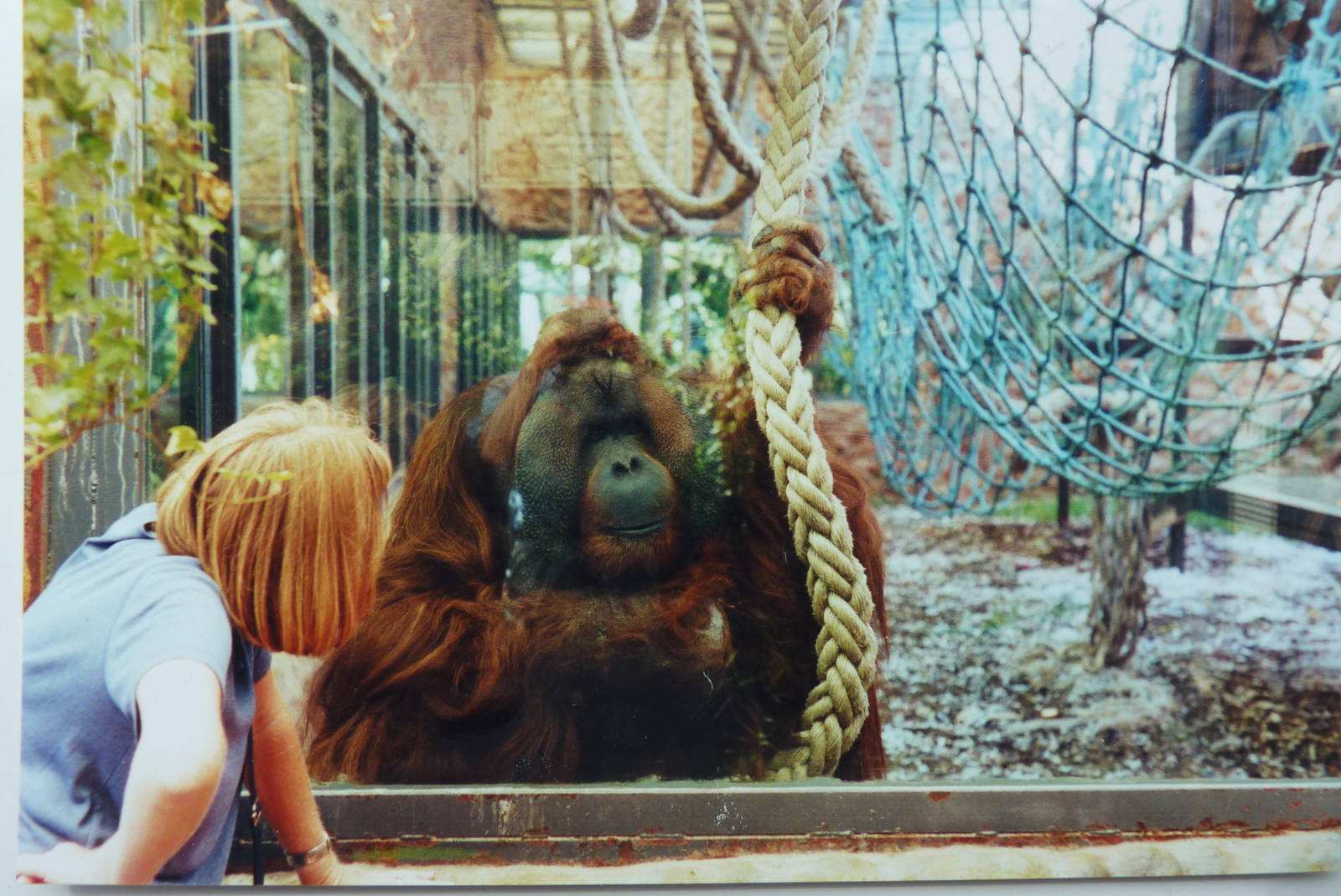 Orangutan, Rajang, July 2000