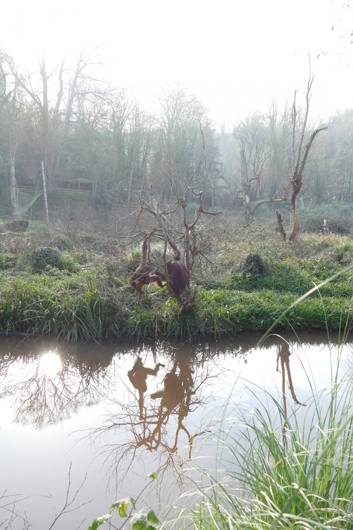 Orangutan reflections, February 2020