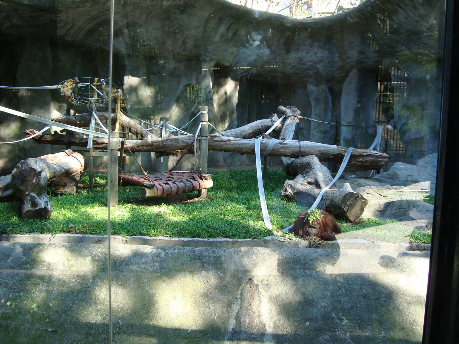 Orangutan´s exhibit