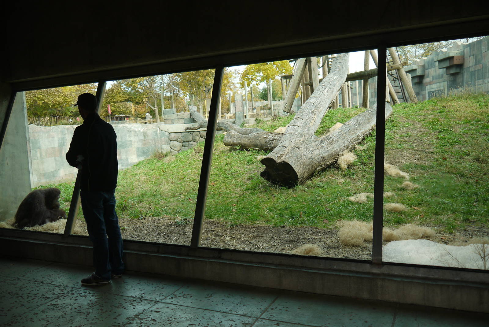 Orangutan shelter viewing