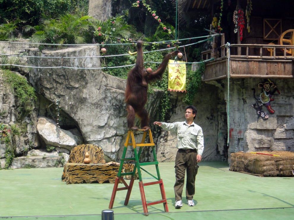 orangutan show - 2011
